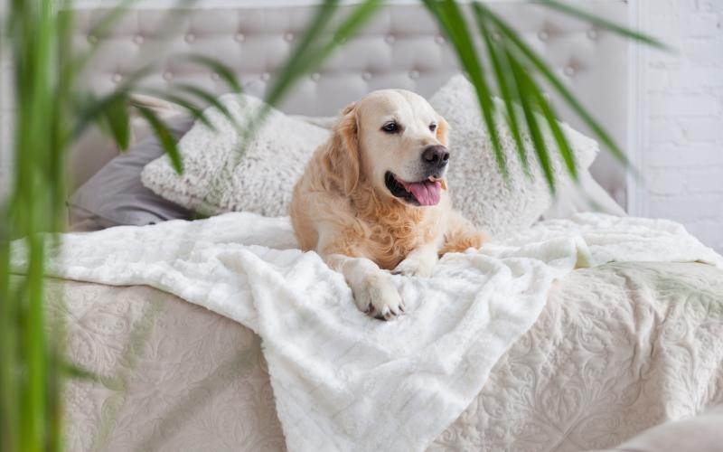 a dog lying on a blanket