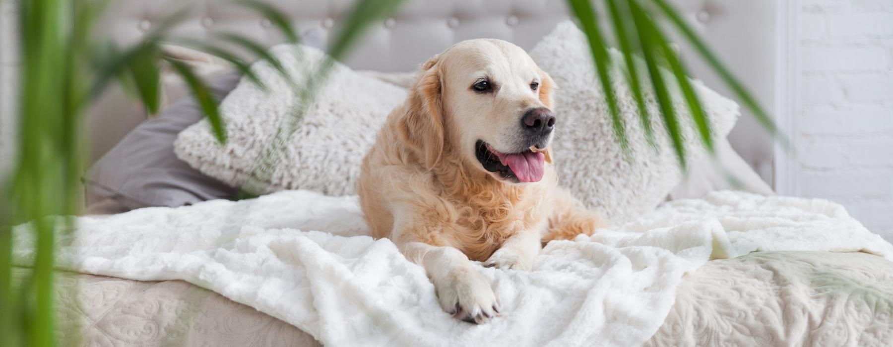 a dog lying on a blanket